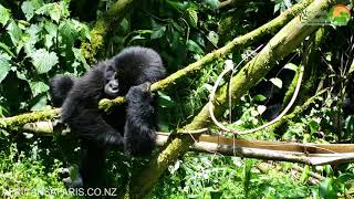 Cute baby Gorilla practices beating his chest [upl. by Sharron]