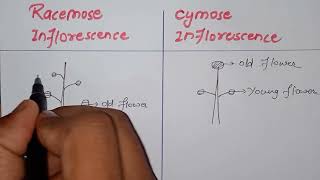 what is inflorescence  Difference between cymose and racemose inflorescencebiology class 11th [upl. by Grath]