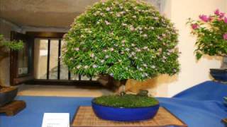 III Exposición de Bonsai y Suiseki de Hondarribia [upl. by Ladin921]