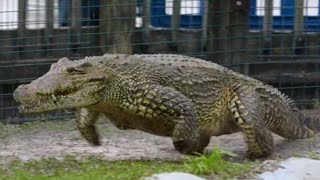 Crocodile Galloping While Chasing a Man NatureAndHeritage🐯 Wildlifes Gatorland Chainsaw [upl. by Ailecra]