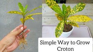 How to plant croton from cuttings in simple method [upl. by Noitsuj]