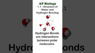 AP Bio 11 Part 2  Hydrogen Bonding apbiology biochemistry [upl. by Xuerd667]