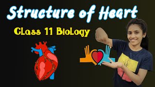 Structure of heart class 11 Biology  Chapter 18  NCERT  NEET  Body fluids Circulation [upl. by Agem125]