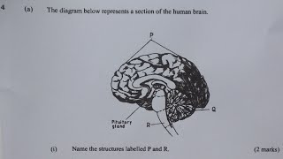 KCSE Biology paper 2 2011 questions answers quiz exams revision sciences passexams [upl. by Yssenhguahs]