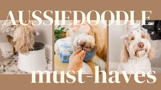 Everything You Need for Your Aussiedoodle  Torey Noora [upl. by Nyleda27]