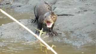 Giant Otter of the Amazon being noisy [upl. by Eissolf]