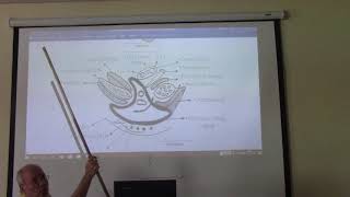 تشريح  parotid gland  مرحلة ثانية Parotidglandanatomy الغدةالنكافية [upl. by Liahkim146]