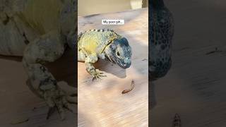 MY LIZARD IS BROKEN pets reptiles iguana [upl. by Esylla417]