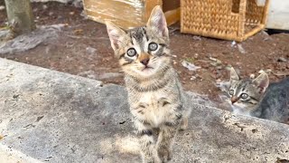 Playful kitten plays incredibly cute game you will forget all your troubles while watching it [upl. by Ainomar]