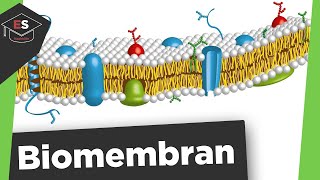 Biomembran  Aufbau und Funktion  Flüssig Mosaik Modell  Biomembran Aufbau und Funktion erklärt [upl. by Manny]