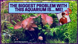 Biggest Problem with Heavily Planted Aquarium Me [upl. by Paola]