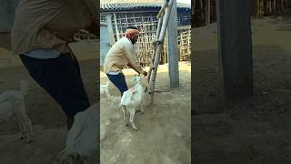 Bakri our gash 🙆 comady short video 🤣🤣 comedy sortcomedy funny youtube [upl. by Annavaj664]