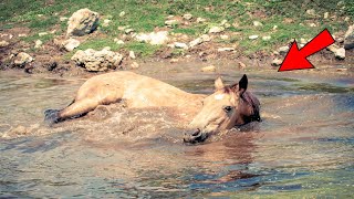 Le fermier trouve son cheval dans un étang tous les jours  le vétérinaire pâlit en comprenant [upl. by Llereg841]