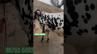 Top Quality Girlando 2 Cow For Sale shorts [upl. by Milty]