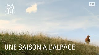 Dans cette ferme du Jura les anciens gardent les vaches et fabriquent le fromage [upl. by Quiteri]