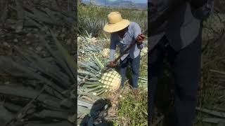 Colheita da planta usada pra fabricação de tequila [upl. by Ecahc]