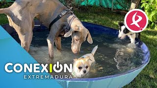 ¿Tu perro de vacaciones contigo o por su cuenta  Conexión Extremadura [upl. by Aineg]