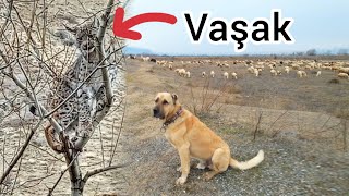 KÖPEKLER VAŞAĞI AĞACA ÇIKARDI DOĞANIN HAYALET AVCISI [upl. by Ylrehc322]