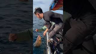 Hand line fishing mangrove jack 5kg langkawi island [upl. by Astrid]