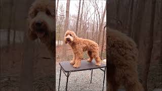 Goldendoodle Haircut [upl. by Patty]