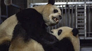 Giant Pandas Mating Attempt  BBC Earth [upl. by Netsuj]