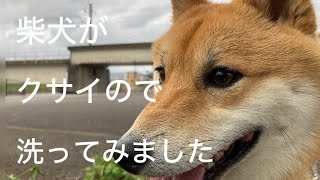 柴犬がクサイので洗ってみました [upl. by Culbertson]