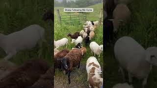 Katahdin Sheep All In A Line [upl. by Woothen]