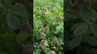 Purple dead nettle [upl. by Maidie]