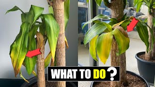 How to fix Dracaena leaves turning yellow [upl. by Hsepid]