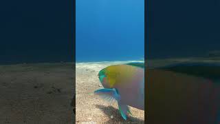 Natures transition fish lovethereef beautifulanimals calm fishing oceanreef beautifulfish [upl. by Rebeh719]