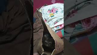 kaiveesamma infobells cat meaow tamilrhymes kanmani funny nanduu [upl. by Ecnesse]