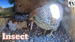 Lesser kestrel nestlings get a insect breakfast [upl. by Oran]