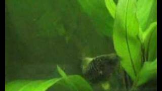 Corydoras C89 Spawning [upl. by Nrobyalc123]