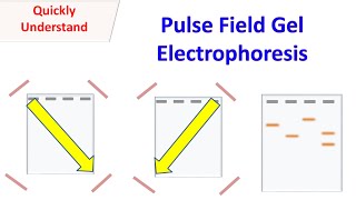 Pulsed field gel electrophoresis PFGE [upl. by Kcirrez636]