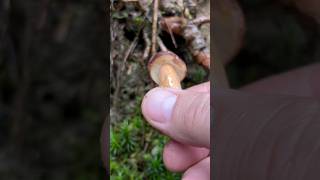 Maronenröhrling 🍴 Imleria Badia pilze boletus funghi fungi mushroom wald natur outdoor [upl. by Namreg]