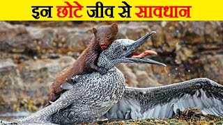 इन छोटे Weasels से सावधान  Weasels Skills Will Shock You [upl. by Tome529]