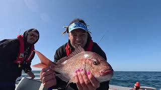 Snapper fishing Tauranga with Baitman and Rodin [upl. by Glenden]