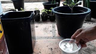 How To Use Human Urine as Fertilizer at home free ampeffortless [upl. by Shiller]