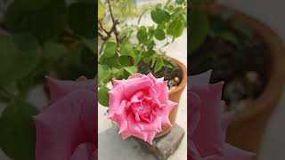 Colour changing rose highlight flowers gardening [upl. by Ardeahp631]