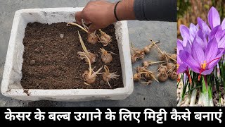 KesarSaffron ko ghr pe ugayeHow to grow saffron at homeAsali Kesar ghr pe ugaye [upl. by Yslek]