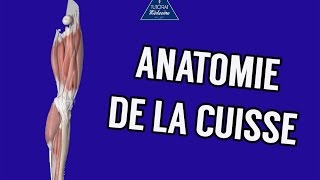 Anatomie 1  Cuisse  Ostéologie Myologie Vascularisation et Innervation [upl. by Budding]