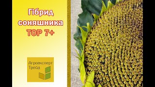 Соняшник Тор 7 🌻 опис гібриду 🌻  насіння в Україні [upl. by Banerjee833]