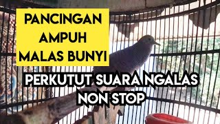 Pancingan Perkutut suara besar paling cocok untuk terapi bunyi jantan pasti NYAUT 100 [upl. by Aihcropal885]