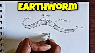 Earthworm Diagram classification of animals phylum Annelida how to Draw an earthworm [upl. by Cogen286]