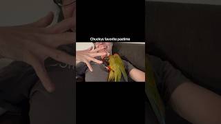 Playful Macaw Shows Owner Some Wrestling Moves [upl. by Nylecaj]