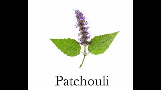 Patchouli 101  decanting Coromandel Extrait explained [upl. by Sidman]