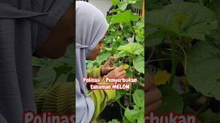 POLINASI  PENYERBUKAN TANAMAN MELON [upl. by Olifoet]