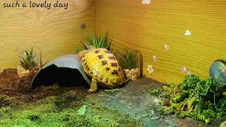 Trunky the Horsefield Tortoise happy life cute pet veronikakoleva2372 [upl. by Halihs]