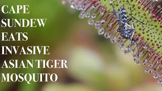 Cape Sundew eats Invasive Asian Tiger Mosquito [upl. by Mattah32]