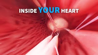 Anatomy of the right and left heart ventricle [upl. by Daphene]